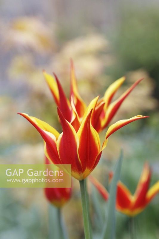 Tulipa 'Ballade Dream' - Tulips