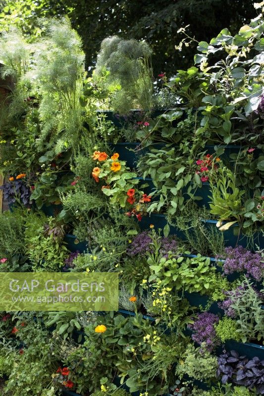 A green wall, vertically planted with herbs like sage, rosemary, thyme, or Salvia officianalis, Salvia rosmarinus and Thymus vulgaris.    Marigolds and strawberries, Tagetes and Fragaria Ã— ananassa , have a place in this vertical garden too.