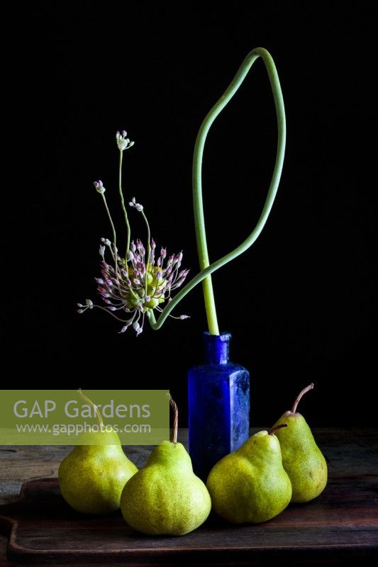 Still life photograph of an arrangement of four  Pyrus communis 'Doyenne Du Comice', or commice pears and a single flowering stem of Allium schubertii in a vintage blue glass medicine bottle. Photographed against a black background.
