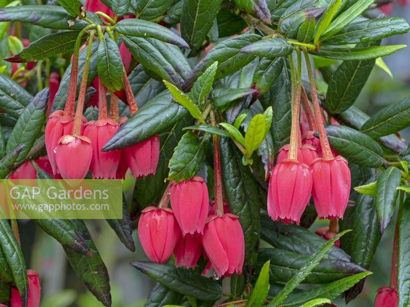  Crinodendron hookerianum  Chilean lantern tree 