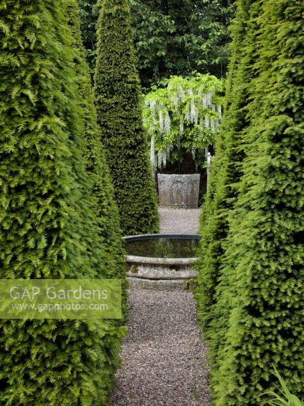 The Well Garden at Wollerton Old Hall Garden with clipped Taxus baccata, Yew pyramids forming an avenue leading to Wisteria floribunda 'Alba' , White Japanese wisteria.