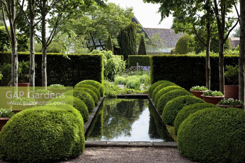 The Upper Rill Garden at Wollerton Old Hall Garden beneath an avenue of  Carpinus betulus, European hornbeam, and Buxus sempervirens, boxwood or box, clipped into balls.