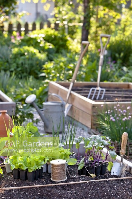 Vegetable seedlings and tools ready for planting.