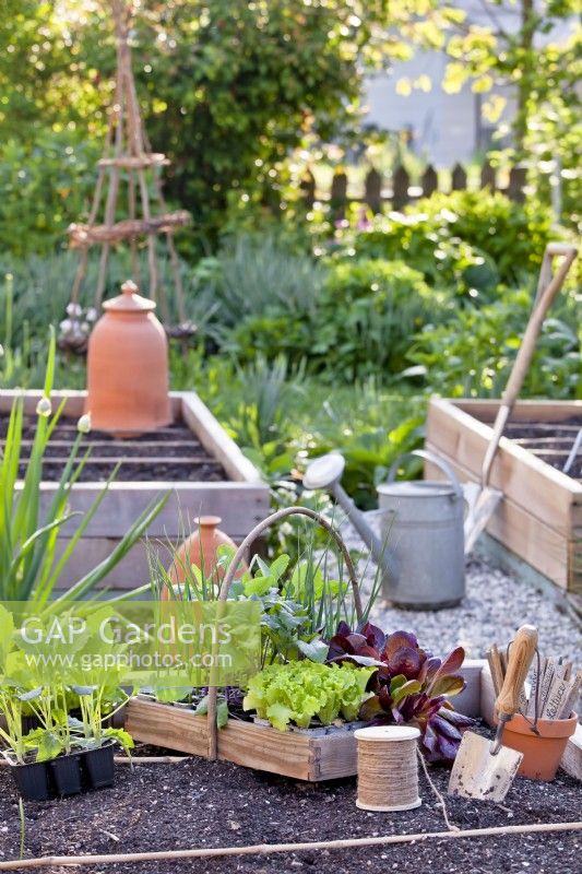 Vegetable seedlings and tools ready for planting.