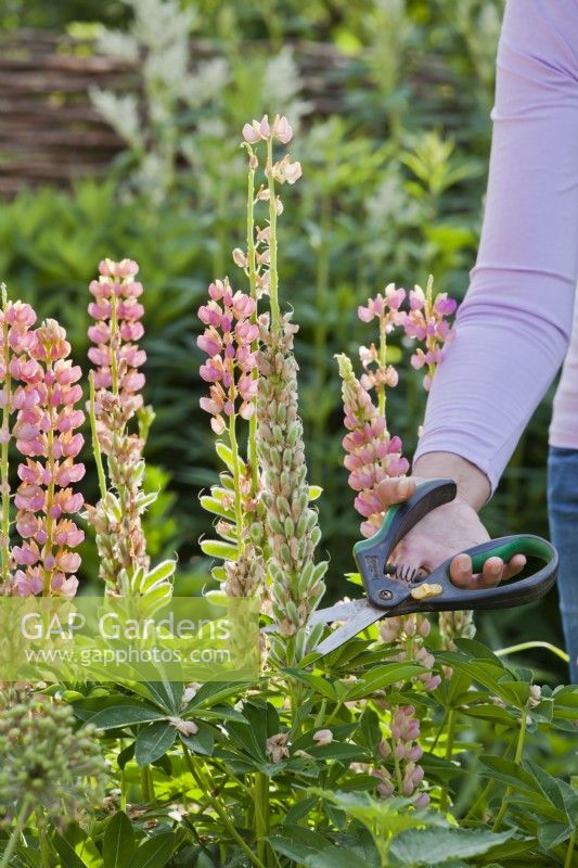 Woman deadheading lupins.