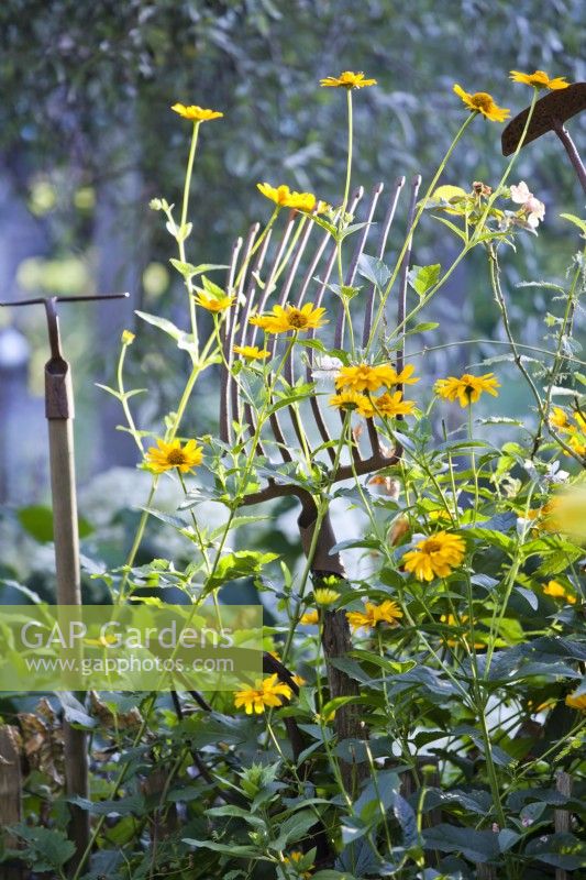 Vintage manure fork supporting Helianthus.