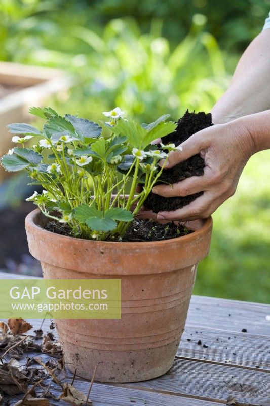 Adding compost to pot grown strawberry to provide nutrients for plant.