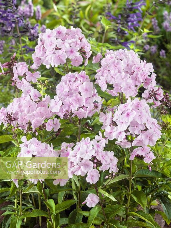 Phlox paniculata Monica Lynden-Bell, summer June