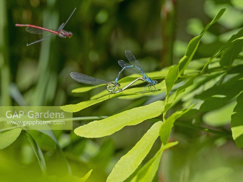 Common Blue Damselfly Enallagma cyathigerum  pair mating and Red Damselfly flying in