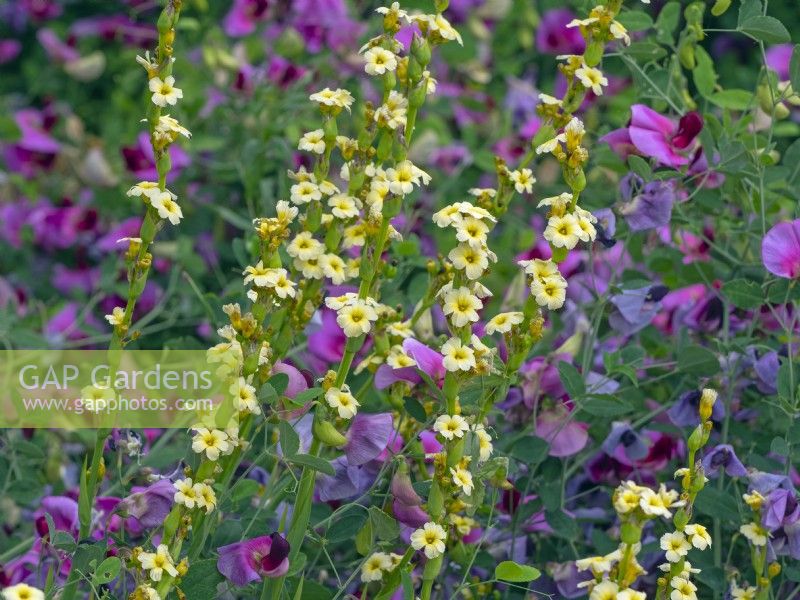 Sisyrinchium striatum and Lathyrus latifolius Everlasting pea