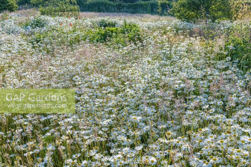 View of Leucanthemum vulgare flowering in a wildflower meadow in an informal country cottage garden in Summer - June