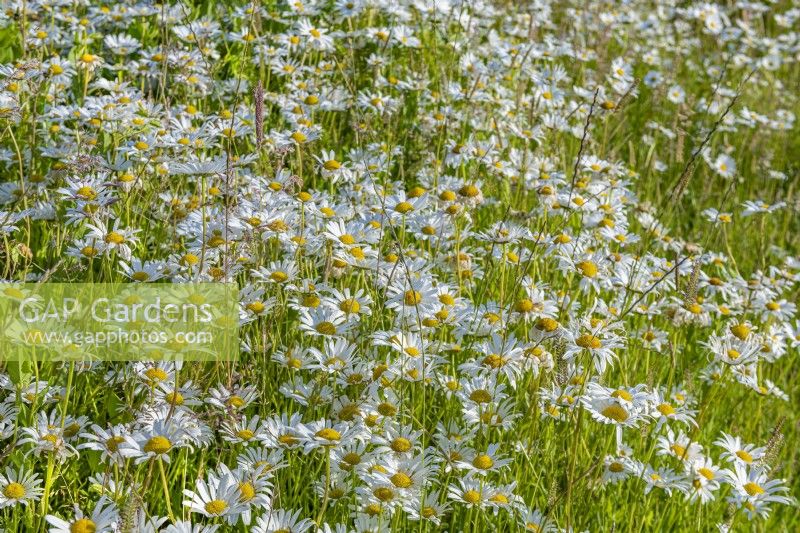 Leucanthemum vulgare flowering in a wildflower meadow in an informal country cottage garden in Summer - June