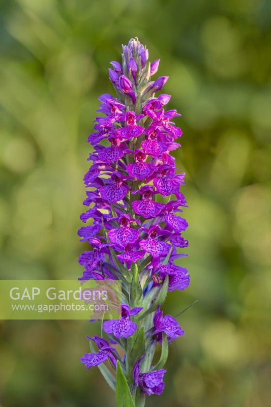 Dactylorhiza elata 'Lydia' flowering in Summer - June