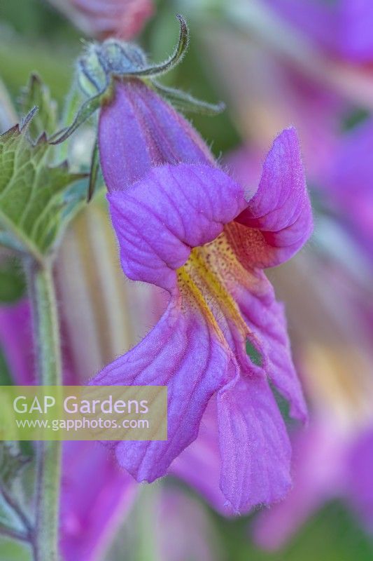 Rehmannia elata 'Walberton's Magic Dragon' flowering in Summer - June