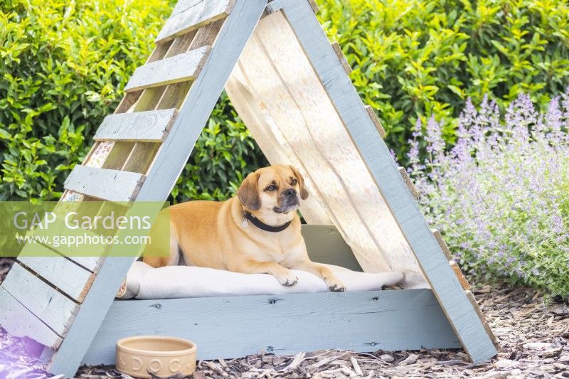 Dog sitting in shaded dog bed