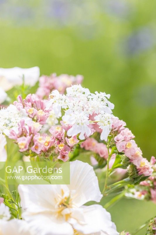 Bouquet containing Eschscholzia californica 'Peach Sorbet', Orlaya grandiflora and Limonium 'Apricot Beauty'