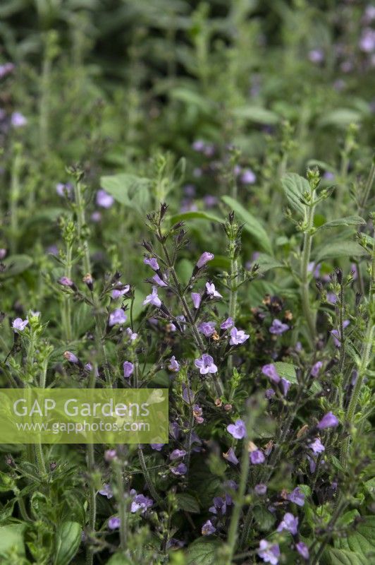 Calamintha nepeta 'Marvelette blue'