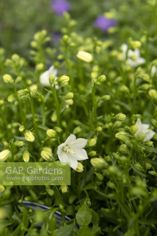 Campanula cochleariifolia 'Swinging bells white'