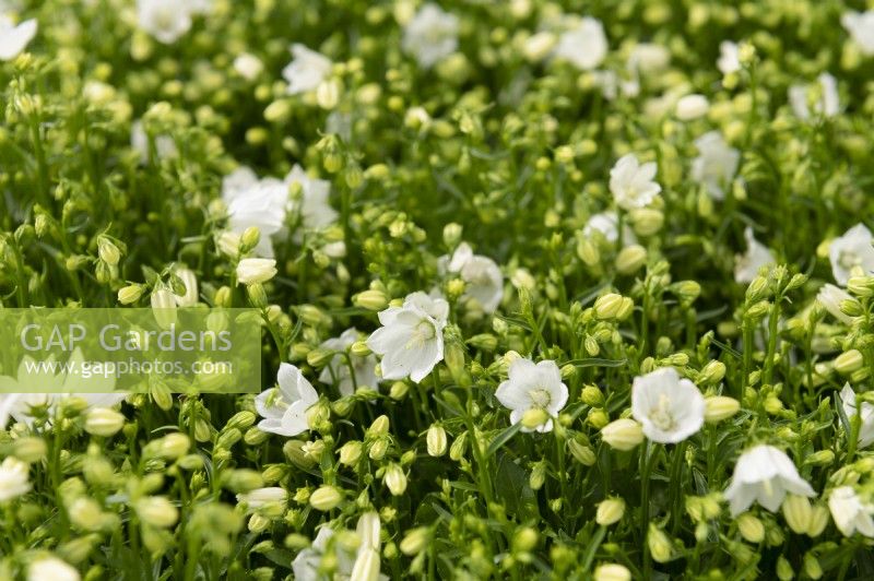 Campanula cochleariifolia 'Swinging bells white'