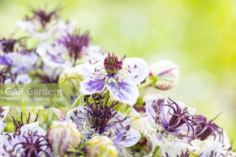 Bouquet of Nigella papillosa 'Delft Blue'