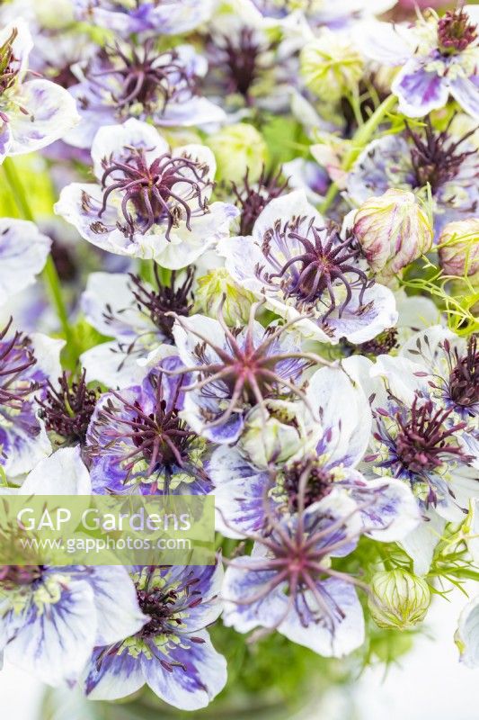 Bouquet of Nigella papillosa 'Delft Blue'