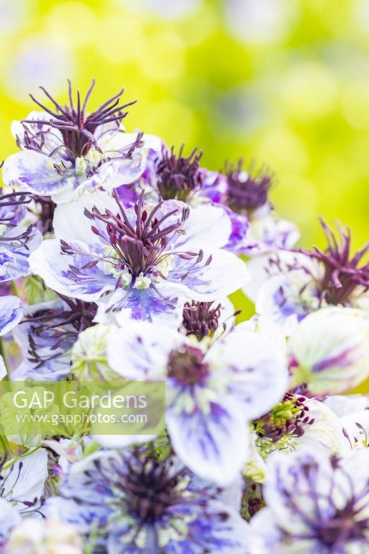 Bouquet of Nigella papillosa 'Delft Blue'