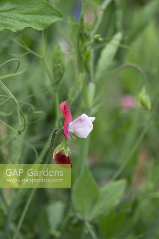 Lathyrus odoratus 'Crown Princess of Prussia' - Sweet pea
