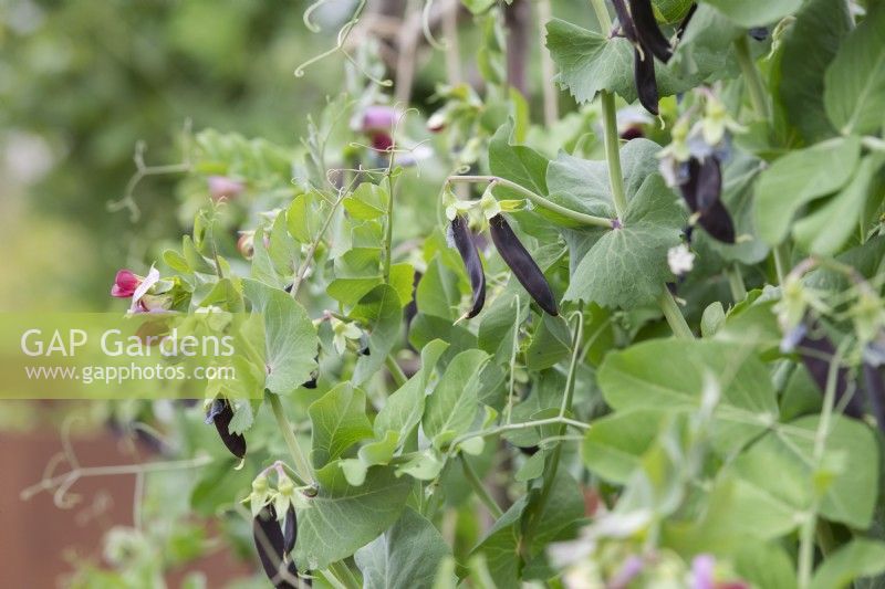 Pisum sativum Shiraz - Mangetout pea
