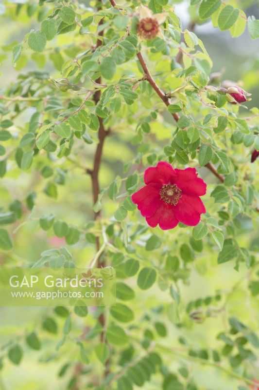 Rosa moyesii 'Geranium' - Wild Rose