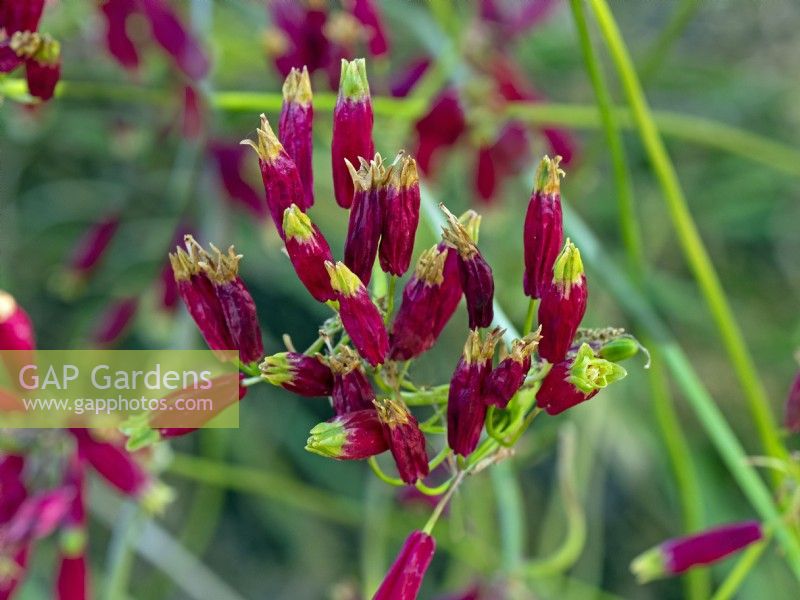 Dichelostemma ida-maia    firecracker flower  June Norfolk