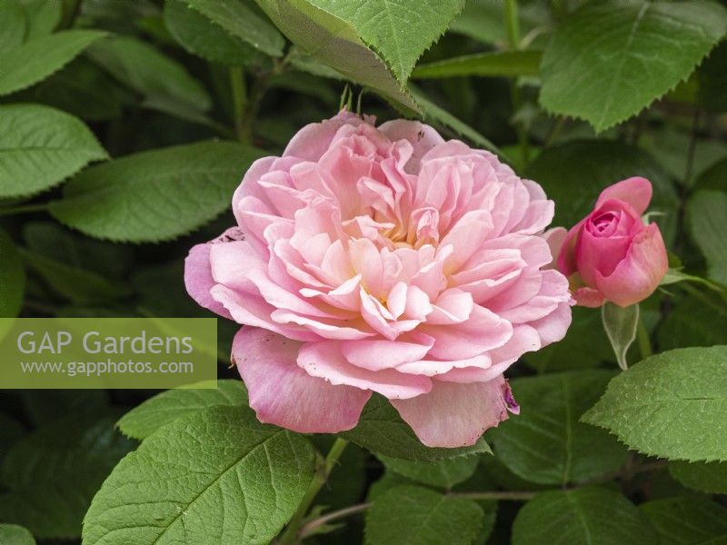 English Shrub Rose 2022 'Elizabeth'