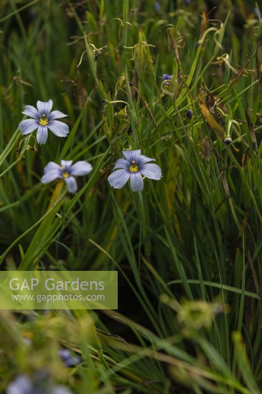 Sisyrinchium angustifolium, narrow-leaf blue-eyed-grass