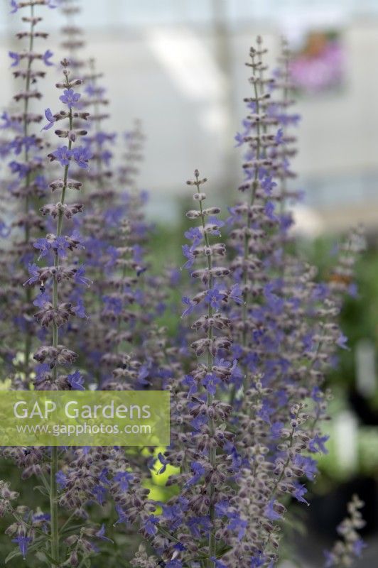 Salvia yangii ' Prime time' Russian sage