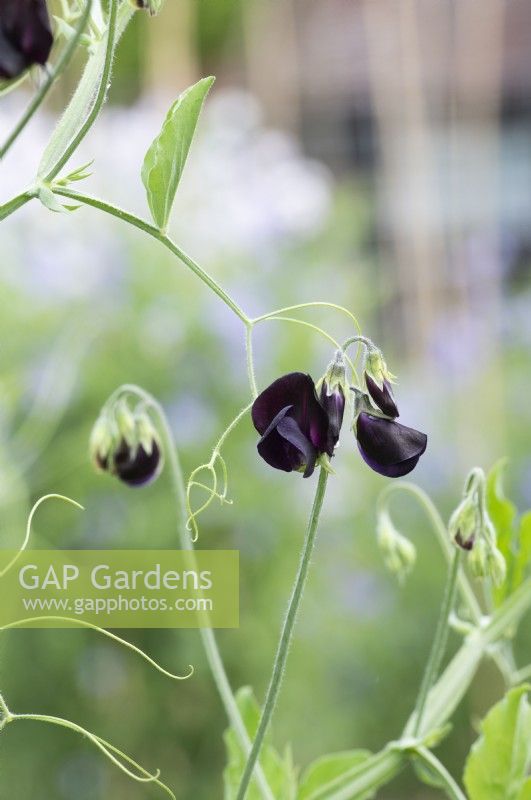 Lathyrus odoratus 'Almost Black' - Sweet pea