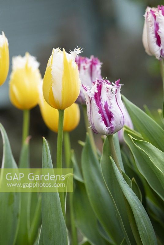 Tulipa 'Purple Circus' and 'Burning Flame' - Fringed Tulips