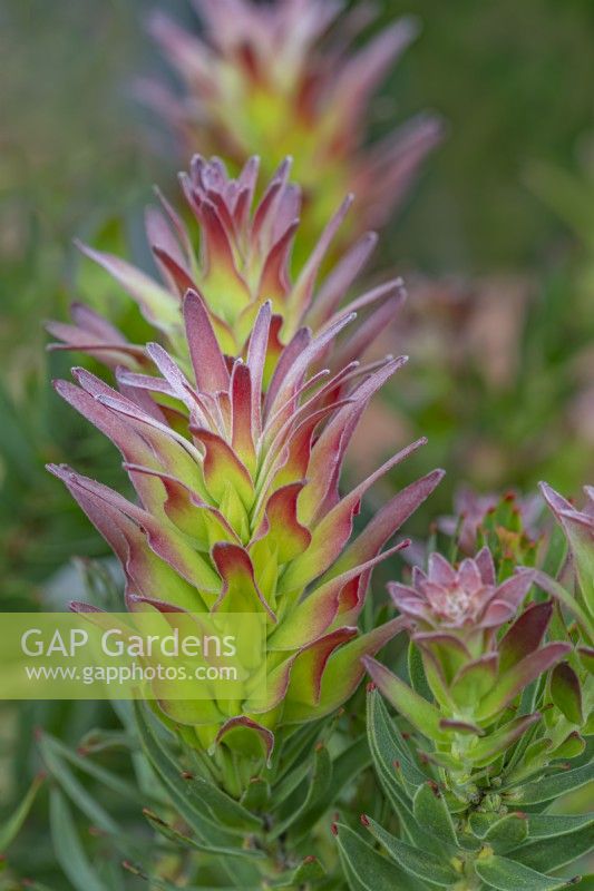 Mimetes cucullatus 'Crackerjack Red' flowering in Summer - June