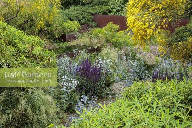 A sunken garden at the home of garden designer Tom Stuart Smith bounded on one side by rusted steel panels and featuring  raised weathered steel water troughs amongst the mixed herbaceous  planting. The planting includes Eryngiums, Salvia, Euphorbia mellifera, and Cytisus or broom.