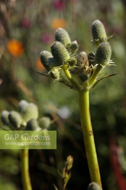 Eryngium agavifolium, close-up portrait shot of a flowering stem of  the Agave Leafed Sea Holly.