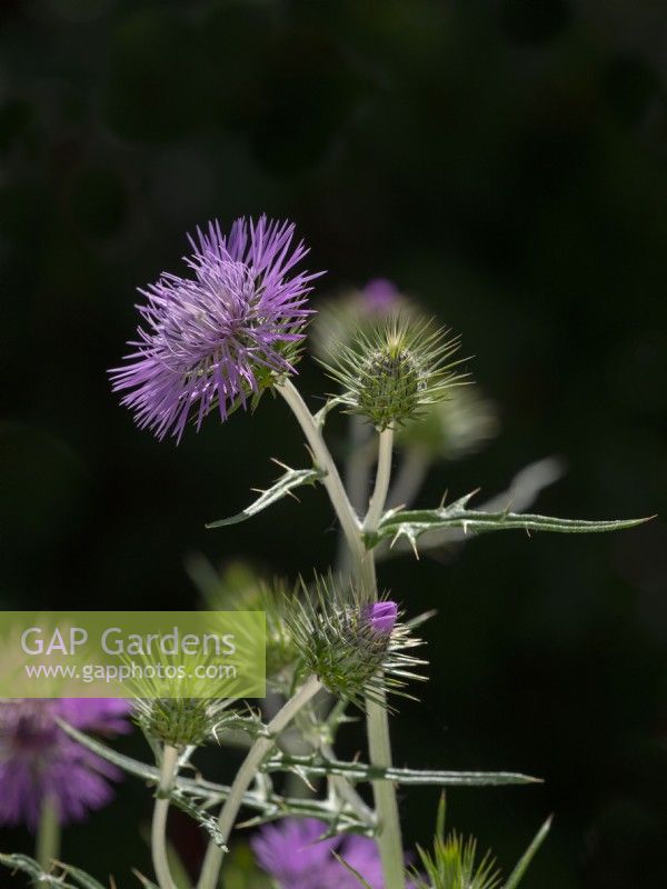 Galactites tomentosa purple milk thistle June