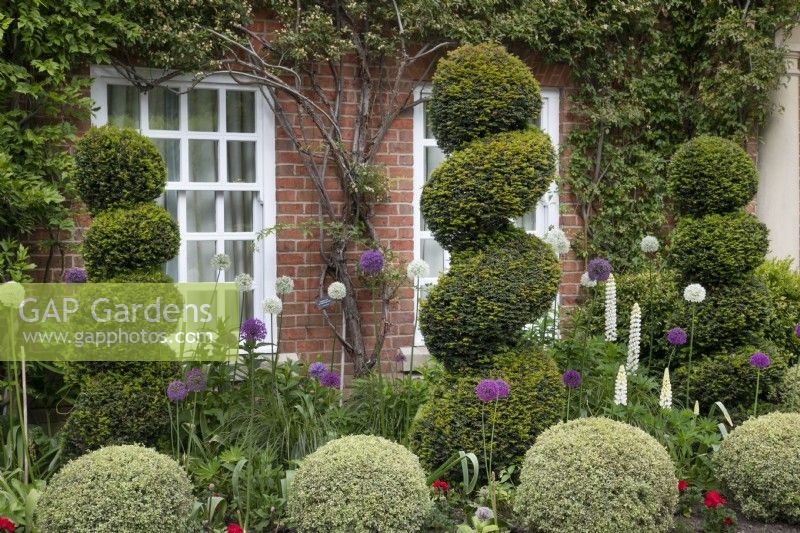 Topiary in the front garden at Hamilton House, in May