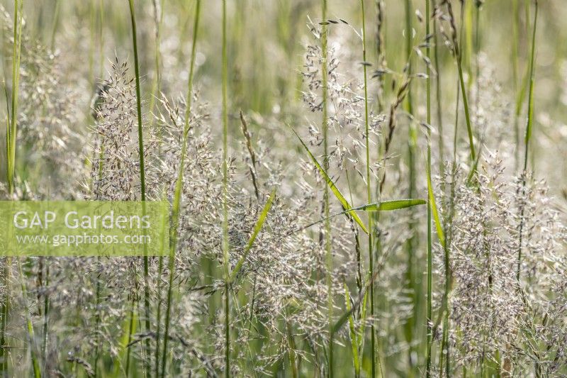 Holcus lanatus flowering in Summer - June