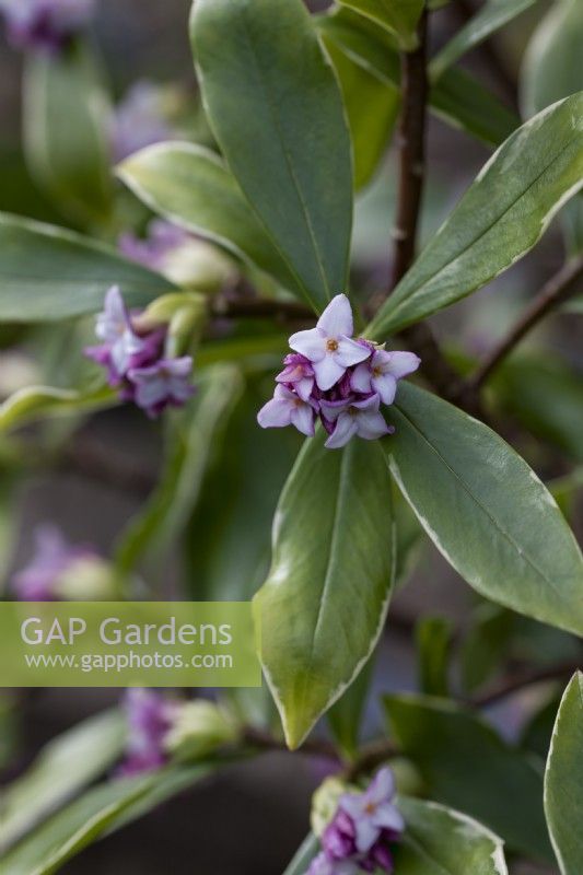 Daphne odora 'Aureomarginata'