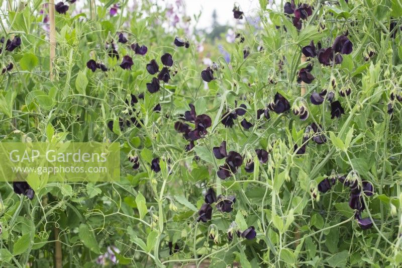 Lathyrus odoratus 'Almost Black' - Sweet pea