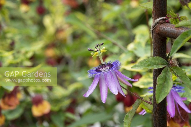 Passiflora 'Amethyst' - Passion flower