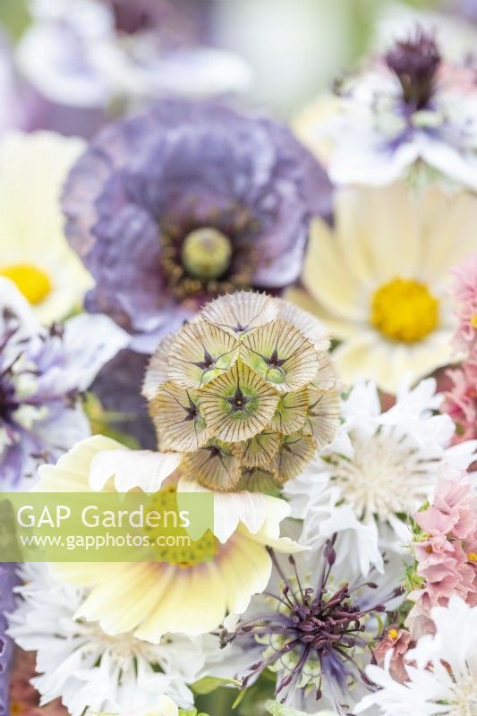 Bouquet containing Cosmos 'Lemonade', Papaver rhoeas 'Amazing Grey', Nigella papillosa 'Delft Blue', Centaurea 'Ball White', Limonium 'Apricot Beauty', Scabiosa stellata 'PingPong'