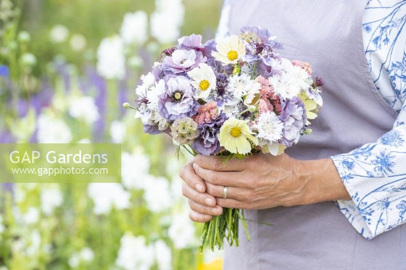 Woman holding bouquet containing Cosmos 'Lemonade', Papaver rhoeas 'Amazing Grey', Nigella papillosa 'Delft Blue', Centaurea 'Ball White', Limonium 'Apricot Beauty', Scabiosa stellata 'PingPong'