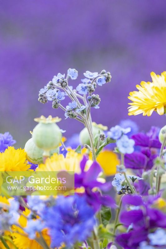 Bouquet containing Calendula 'Art Shades', Coreopsis 'Golden Crown', Salvia viridis 'Blue Monday', Cynoglossum 'Firmament', Centaurea 'Double Blue' - Cornflower and Poppy seed pods