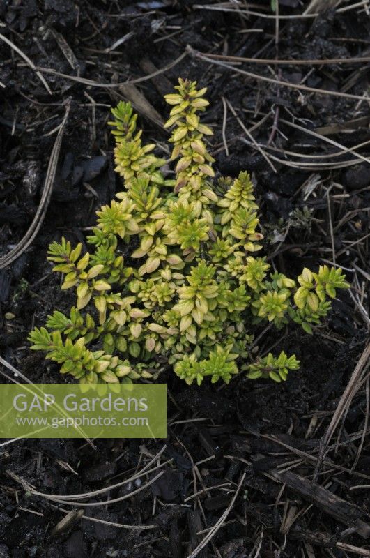 Daboecia x scotica 'Golden Imp' - Irish heath 'Golden Imp'