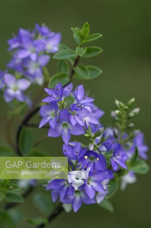 Hebe 'Youngii' syn 'Carl Teschner' - Shrubby Veronica