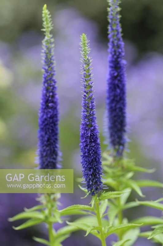 Veronica spicata Royal Candles - spiked speedwell 'Glory'